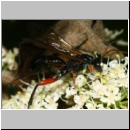 Phaenolobus terebrator - Schlupfwespe w01b 12mm - Sandgrube Niedringhaussee det06.jpg